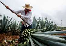 Fondo Agavero, una iniciativa para preservar la diversidad biológica del agave