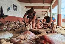 Matanza de chivos en Huajuapan, tradición en decadencia