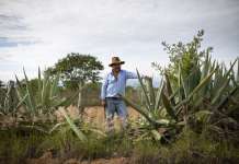 Donde arde la memoria: el palenque de los Jarquín y su lucha por mantener vivo el mezcal
