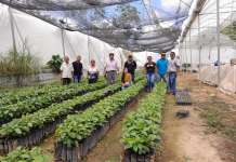 Café “Oro Mágico”, cooperativa para hacer frente al cambio climático, coyotes y trasnacionales