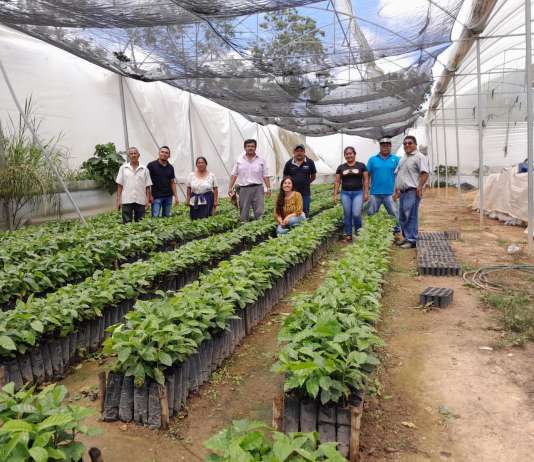 Café “Oro Mágico”, cooperativa para hacer frente al cambio climático, coyotes y trasnacionales